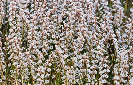 wild plants, photos of small white flowers