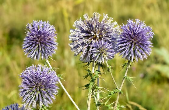 wild plants. prickly plants and flowers photos.