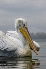 Dalmatian Pelican of Kerkini Lake