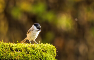 Obraz premium Common Marsh Tit in the forest background