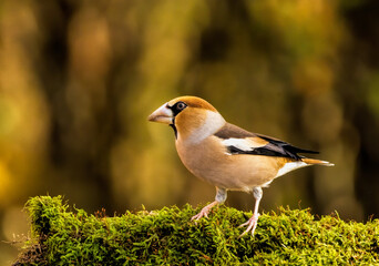 Adult Hawfinch sitting on the edge of water