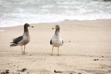 Two male seagulls fighting over territory on the beach lima Peru