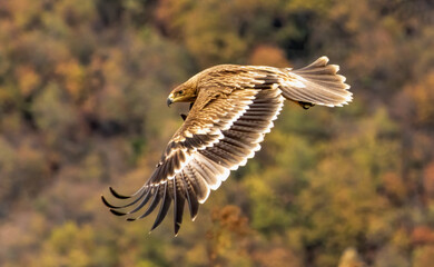 Eastern Imperial eagle on feeding station