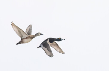 Two Ring-necked ducks taking flight over the winter snow in Ottawa, Canada - 768711478