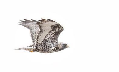 Rough-legged hawk taking flight in Canada - 768711637