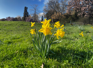 yellow daffodils in spring sunny day sunny weather green gras
