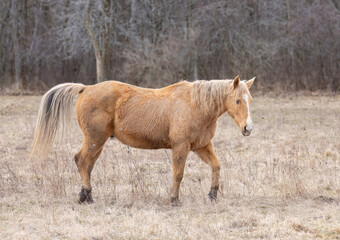 Light brown horse walking in a meadow in early spring on Wolfe Island, Ontario, Canada - 768712246