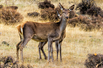 Female European Red Deer with baby