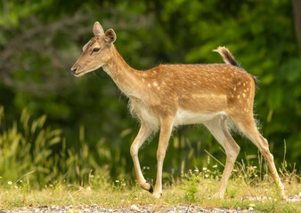 Female European fallow deer (Dama dama) walking