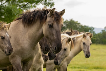 Semi wild horses (Tarpans) reintroduced in Bulgaria