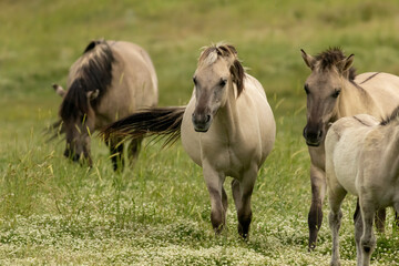 Semi wild horses (Tarpans) reintroduced in Bulgaria