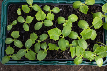 seedlings growing indoors home gardening