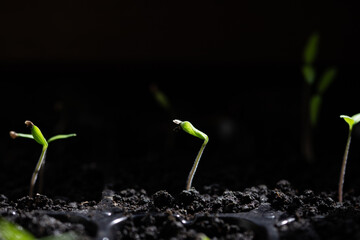 seedlings growing indoors home gardening