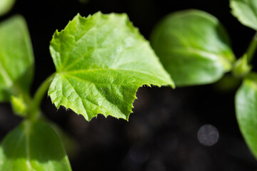 seedlings growing indoors home gardening