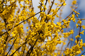  blooming golden rain tree (laburnum) branch in spring in a city park in