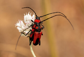 Small beetle in morning routine