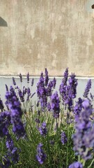 lavender flowers in the region
