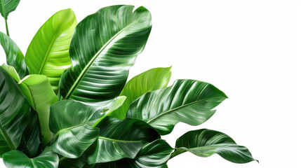 Green tropical leaves isolated on white background, composition of plants and bushes. Concept of foliage, tree, natural leaf, greenery