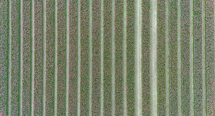 pink tulip fields in spring in the netherlands dronehoto top view