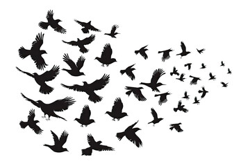 Silhouettes of Flock of Birds in Flight