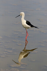 Beautiful Pied Stilt bird walking for food in the swamp.