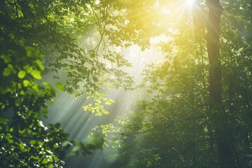 Morning Light Streaming Through Dense Green Foliage, Forest Serenity