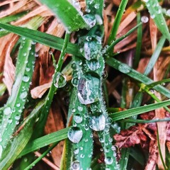 Perles de pluie, une loupe naturelle riche en détails et poétique 

©2024CharlotteJoyon