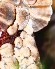 Photo Psychédélique, champignons d'arbre, ils ont l'air d'avoir une aura

©2024CharlotteJoyon