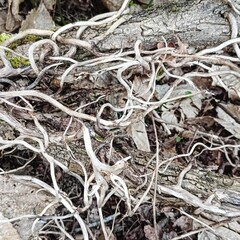 Chaos au pied de l'arbre, un Noeux magique ? 

©2024CharlotteJoyon
