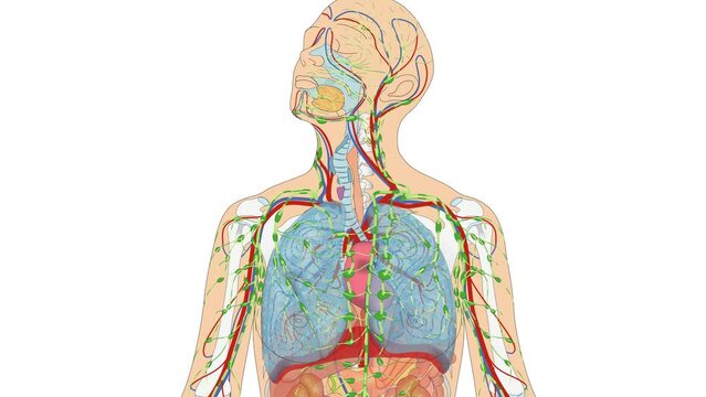 Grafikanimation Lehrmaterial: Lymphatisches System / Lymphsystem - Animation der Lymphgef&auml;&szlig;e des Menschen