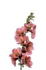 Japanese quince - 768721231