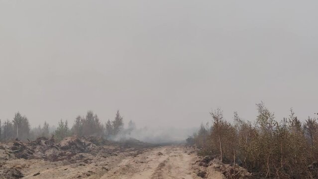Smoke in the burnt forest
