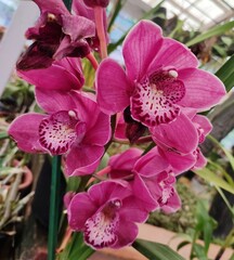 Cymbidium commonly known as boat orchids, is a genus of evergreen flowering plants in the orchid family Orchidaceae. Cymbidiums are well known in horticulture and many cultivars have been developed.