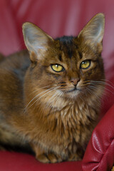 Sitzende Somali Katze auf dem Sessel