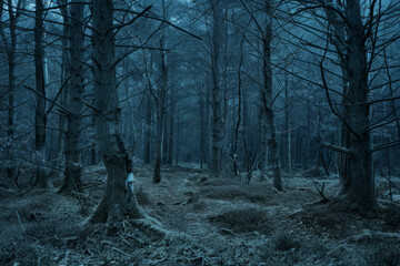 Fairy mysterious dark forest landscape. Generative AI