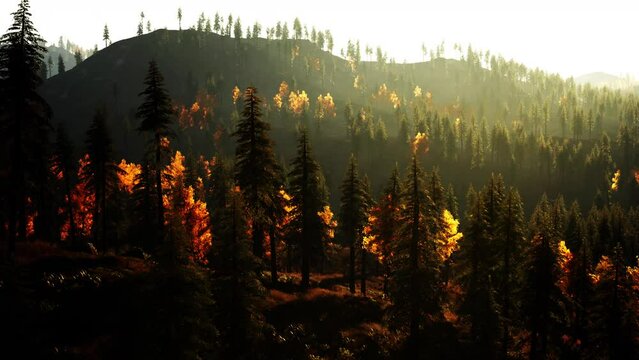 Gorgeous evergreen forest in the hills at twilight