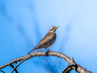 木の枝にとまるツグミ