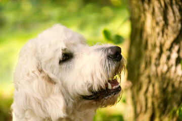 Porträt eines Goldendoodle im Grünen