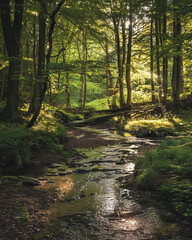 Obraz premium Gentle sunlight caresses a serene brook flowing through a verdant forest setting