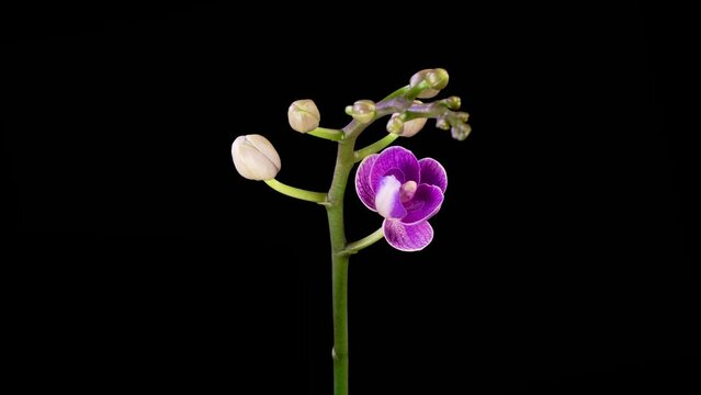 Orchid Blossoms. Blooming Purple Orchid Phalaenopsis Flower on Black Background. Purple Queen. Time Lapse. 4K.