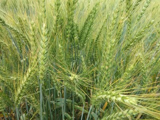 Green wheat growing in field