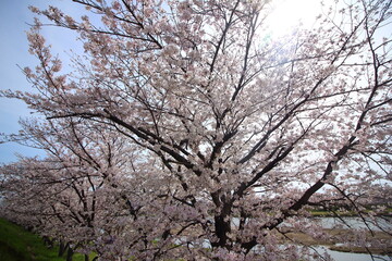 Obraz na płótnie Canvas 満開の桜が咲いている風景