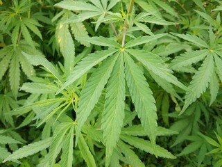 marijuana leaf, cannabis hemp leaf outdoors