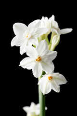 Fototapeta na wymiar White daffodil or narcissus flowers on black background