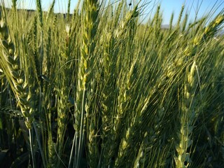 Green wheat growing in field