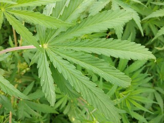 marijuana leaf, cannabis hemp leaf outdoors