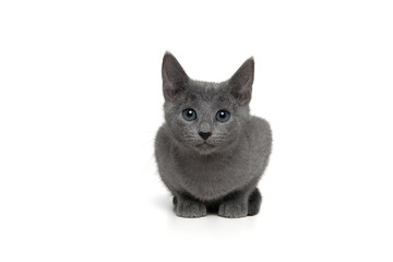 Cute grey Russian blue kitten looking at the camera isolated on a white background with space for copy