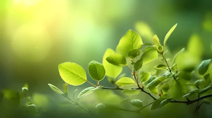 Foto op Canvas spring green plant leaves landscape abstract graphic poster web page PPT background © JINYIN