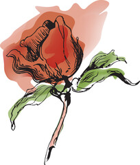 Rose, Watercolor, Minimalist