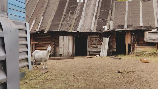 goat on the russian farm